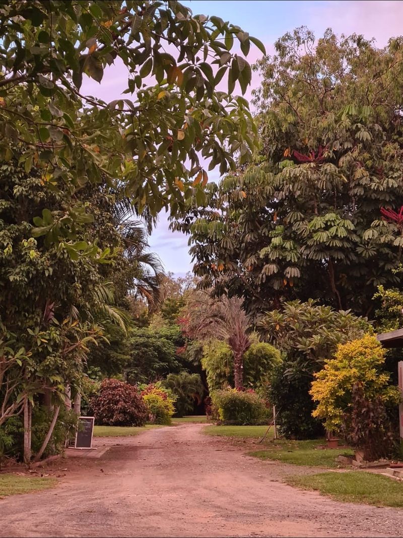 Park driveway and tropical gardens at dusk