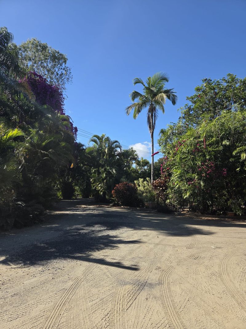 Palm lined entrance driveway at Mareeba Country Caravan Park
