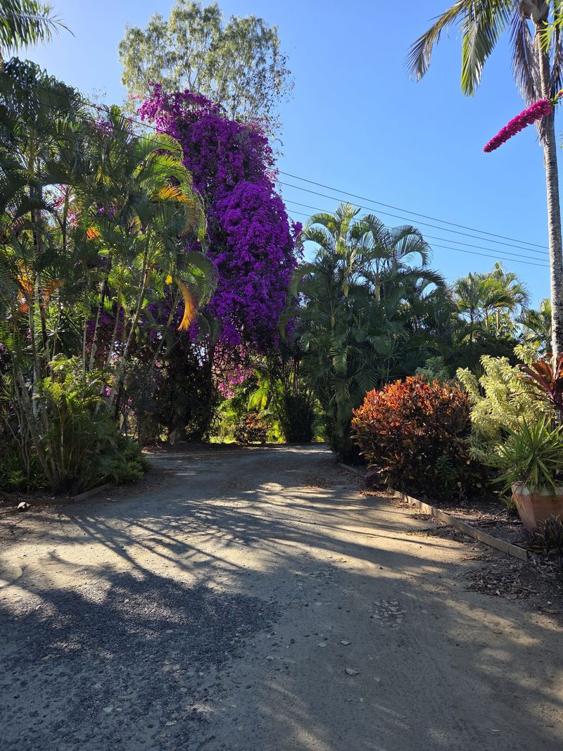Purple bougainvillea and palms along the park driveway